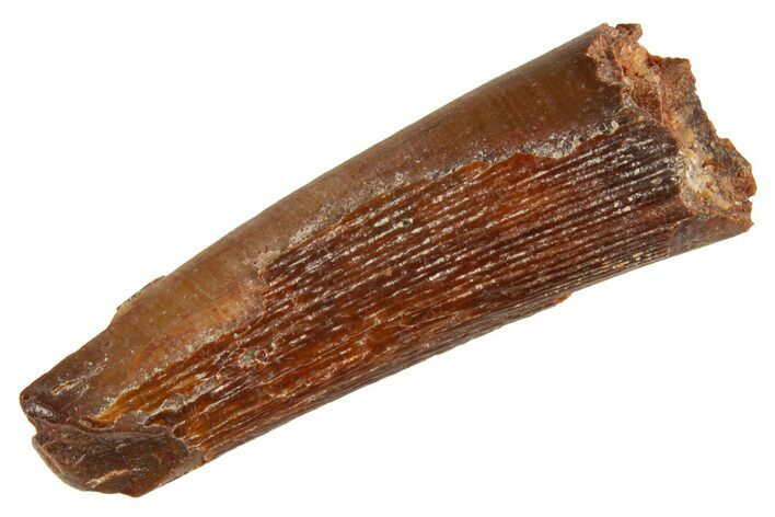 Bargain, Fossil Pterosaur (Siroccopteryx) Tooth - Morocco #329016